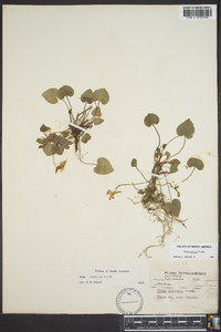 Viola rostrata image