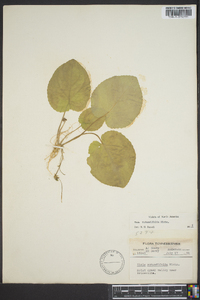 Viola rotundifolia image