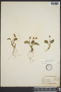 Viola rotundifolia image