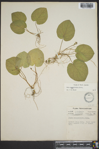 Viola rotundifolia image