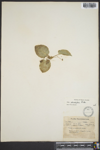 Viola rotundifolia image