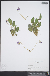 Viola sagittata var. sagittata image