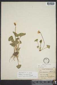 Viola sororia var. sororia image