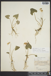 Viola sororia var. sororia image