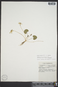 Viola sororia var. sororia image