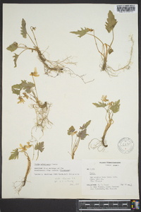 Viola subsinuata image