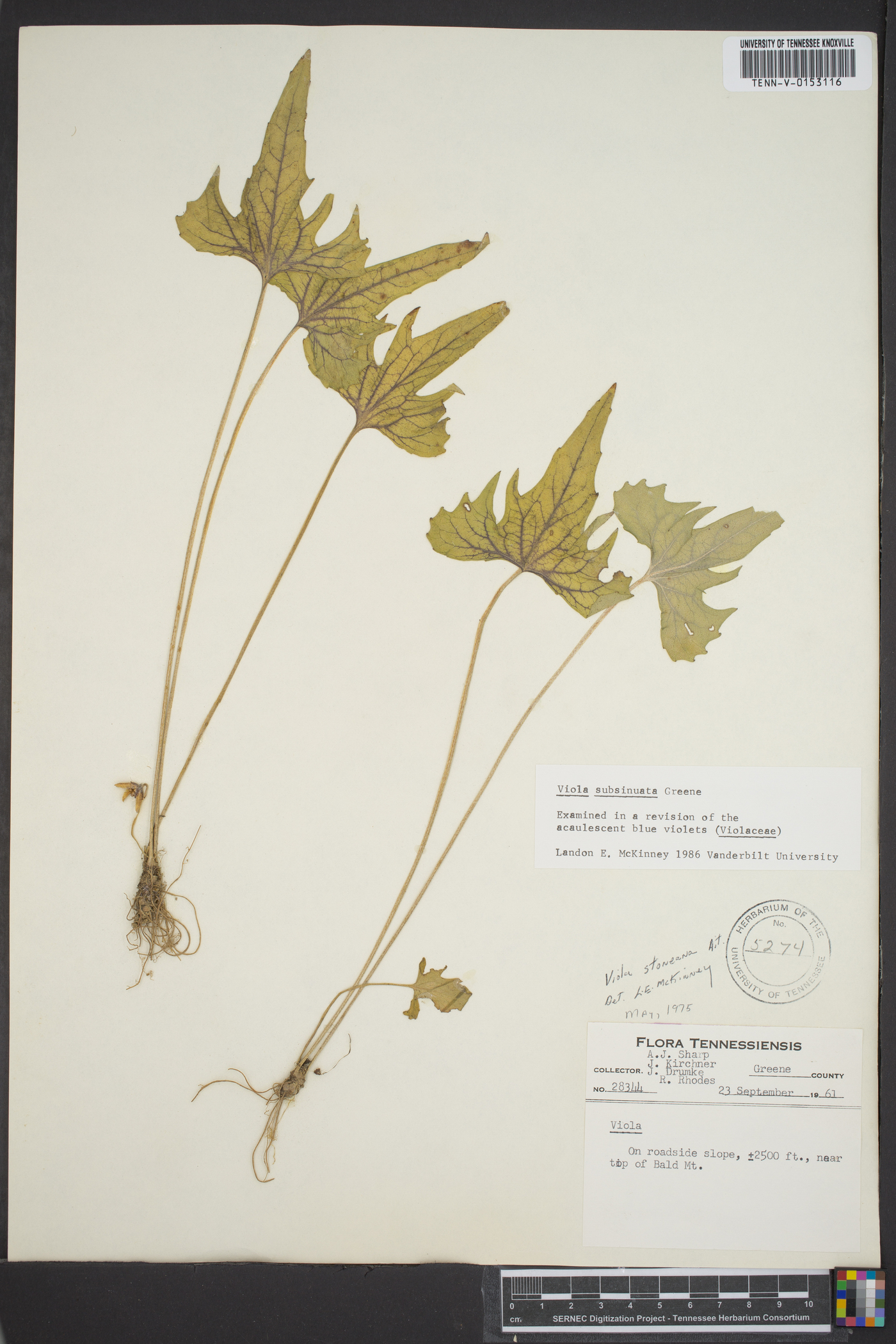 Viola subsinuata image
