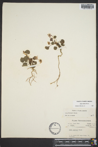 Viola walteri image