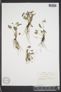 Viola fimbriatula image