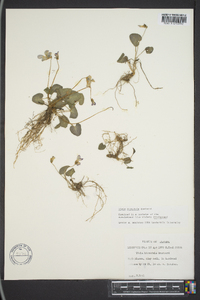 Viola hirsutula image