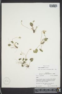 Viola hirsutula image