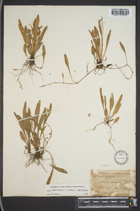Viola lanceolata subsp. lanceolata image