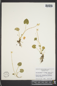 Viola macloskeyi subsp. pallens image