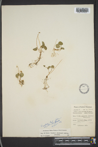 Viola macloskeyi image