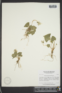 Viola missouriensis image