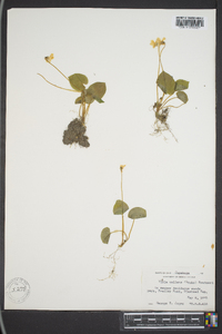 Viola pallens image