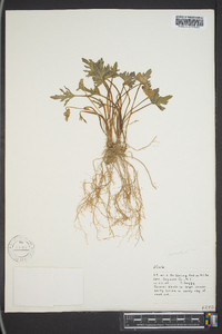 Viola palmata image