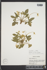 Viola palmata var. palmata image