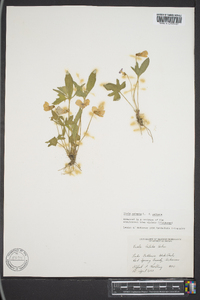 Viola palmata image