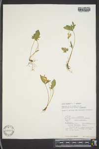 Viola palmata image