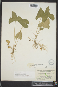 Viola palmata image