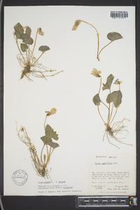 Viola palmata image