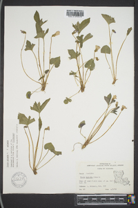 Viola palmata var. palmata image