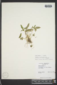 Viola palmata var. palmata image