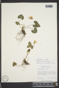 Viola palmata image