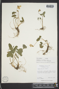 Viola palmata image