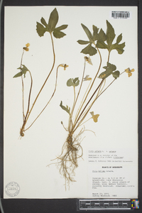 Viola palmata var. palmata image