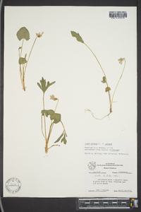 Viola palmata image