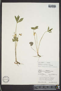 Viola palmata var. palmata image