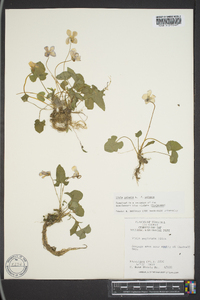 Viola palmata var. palmata image