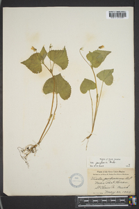 Viola pensylvanica image