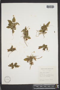 Viola primulifolia image