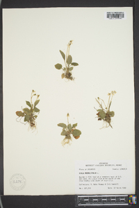 Viola primulifolia image