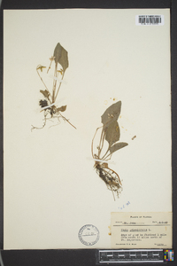 Viola primulifolia image