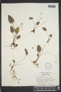 Viola primulifolia image