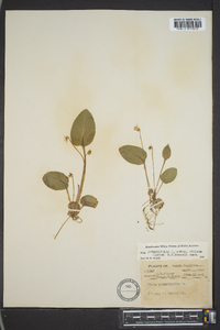 Viola primulifolia image