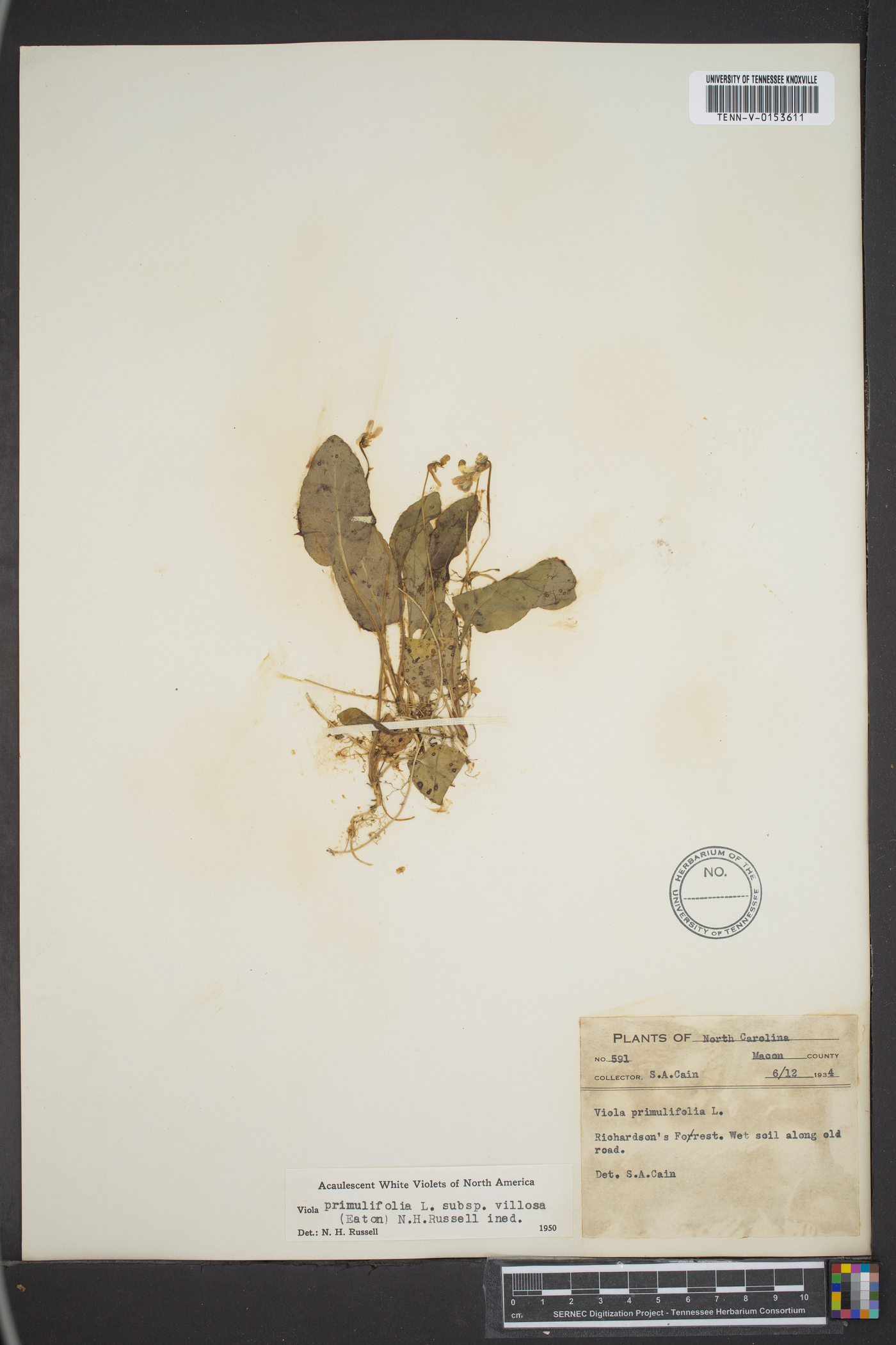 Viola primulifolia subsp. villosa image