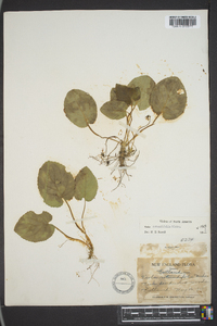 Viola rotundifolia image