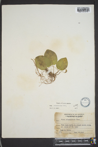 Viola rotundifolia image