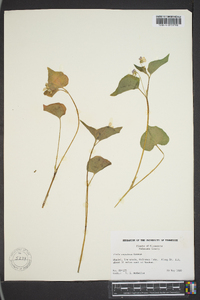 Viola canadensis var. rugulosa image