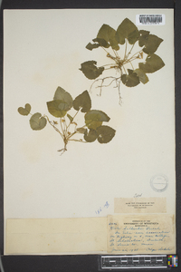 Viola selkirkii image