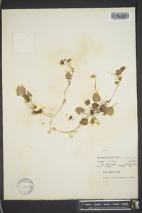 Viola sempervirens image