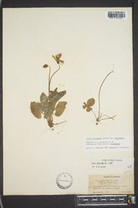 Viola septemloba image