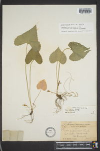 Viola sororia var. sororia image