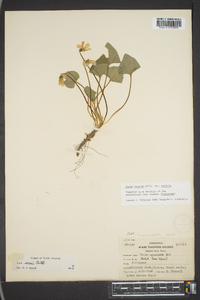 Viola sororia var. sororia image