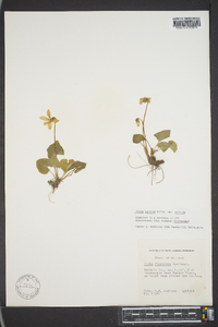 Viola sororia var. sororia image